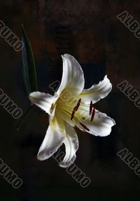 White lily