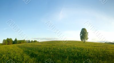 Lonely birch in a field. Landscape. Panorama.