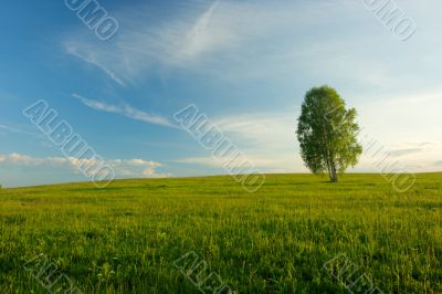 Lonely birch in a field. Landscape.