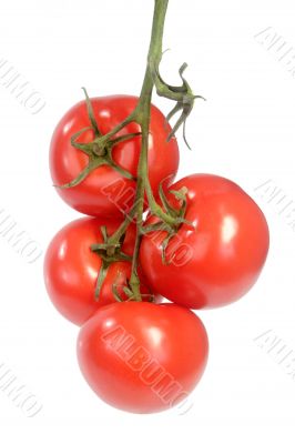 Truss of tomatoes Truss of tomatoes
