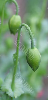 ornamental poppy flower bud