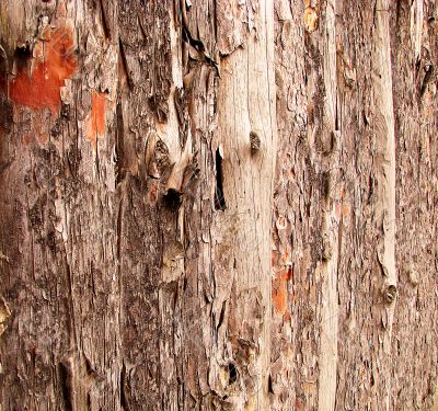 Wood bark detail, nature