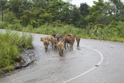 Traffic congestion, Laos