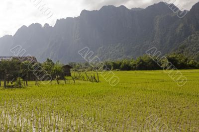 Rice field in Laos