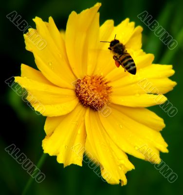 Beautiful ellow flower and bee