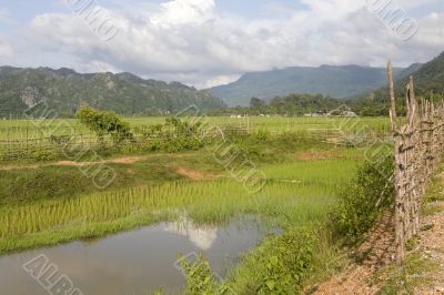 Rice field in Laos