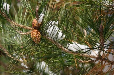 Snowy Branch with Pine Cones