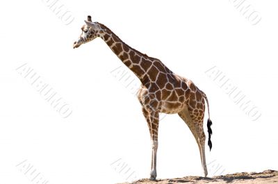 giraffe