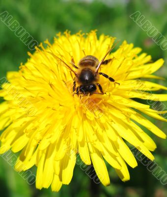 bee on flower 1 bee on flower 1