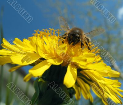 bee on flower bee on flower