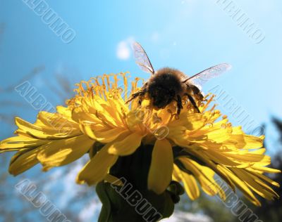 bee on flower 2 bee on flower 2