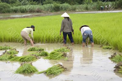Work on the rice field, Laos