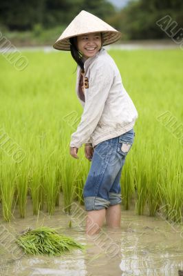 Work on the rice field, Laos