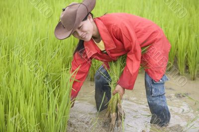 Work on the rice field, Laos