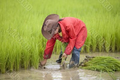 Work on the rice field, Laos