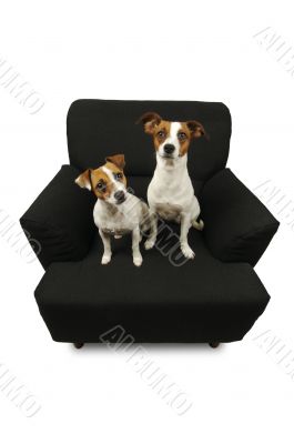 Two Jack Russell Terriers on a black chair