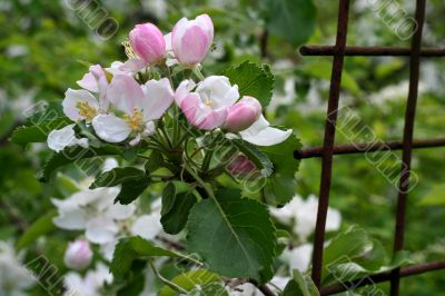 Blossoming branch of apple-tree