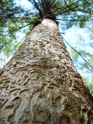 A very strange texture of a pine-tree’s bark