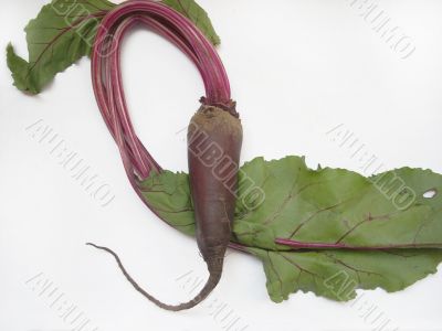 Radish with green leaves
