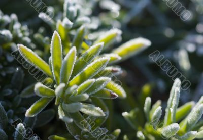 Morning Frost Crystals on Iceplant Morning Frost Crystals on Iceplant