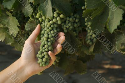 Grapes & Vines Grapes & Vines