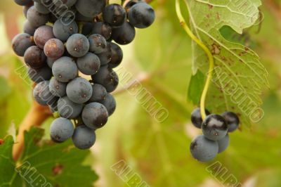 Grapes & Vines Grapes & Vines