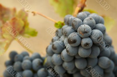 Grapes & Vines Grapes & Vines