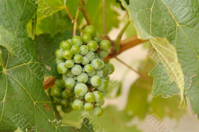 Grapes & Vines Grapes & Vines