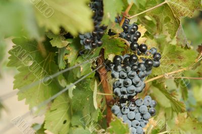 Grapes & Vines Grapes & Vines