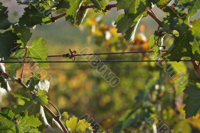 Grapes & Vines Grapes & Vines