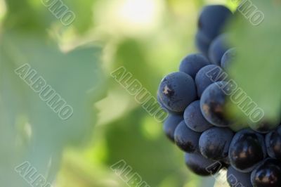 Grapes & Vines Grapes & Vines