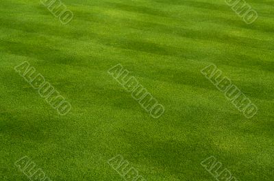 Fresh Cut Grass Fresh Cut Grass