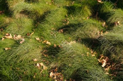 Wavey Lush Green Grass