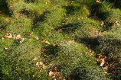 Wavey Lush Green Grass Wavey Lush Green Grass