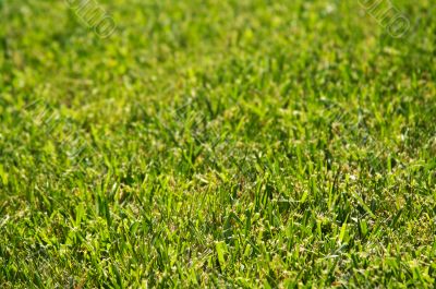 Lush Green Grass Lush Green Grass