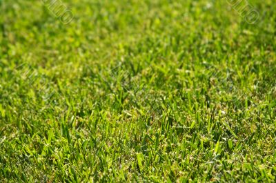 Lush Green Grass