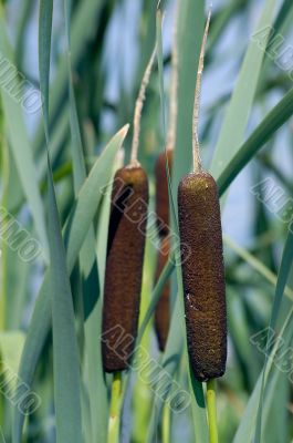 Bush of reed