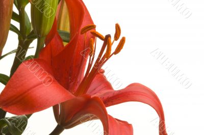 Beautiful Asiatic Lily Bloom Beautiful Asiatic Lily Bloom