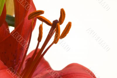 Beautiful Asiatic Lily Bloom Beautiful Asiatic Lily Bloom