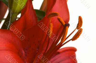Beautiful Asiatic Lily Bloom Beautiful Asiatic Lily Bloom