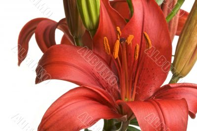 Beautiful Asiatic Lily Bloom Beautiful Asiatic Lily Bloom