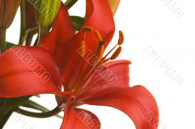 Beautiful Asiatic Lily Bloom