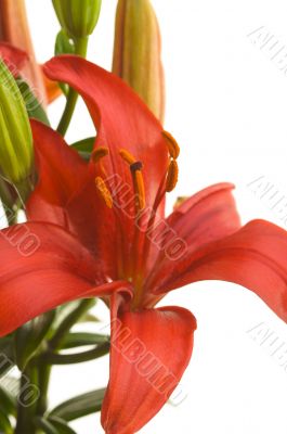 Beautiful Asiatic Lily Bloom Beautiful Asiatic Lily Bloom