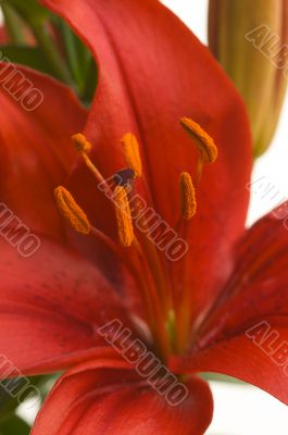 Beautiful Asiatic Lily Bloom Beautiful Asiatic Lily Bloom