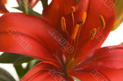 Beautiful Asiatic Lily Bloom Beautiful Asiatic Lily Bloom