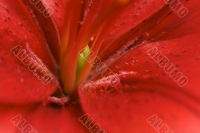 Beautiful Asiatic Lily Bloom Beautiful Asiatic Lily Bloom