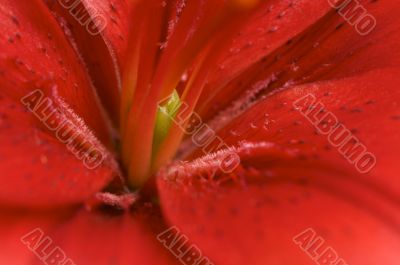 Beautiful Asiatic Lily Bloom