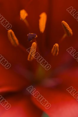 Beautiful Asiatic Lily Bloom Anthers
