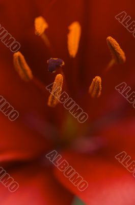 Beautiful Asiatic Lily Bloom Anthers Beautiful Asiatic Lily Bloom Anthers
