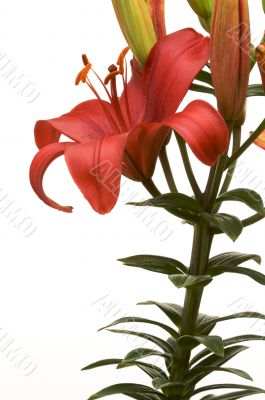 Beautiful Asiatic Lily Bloom Beautiful Asiatic Lily Bloom